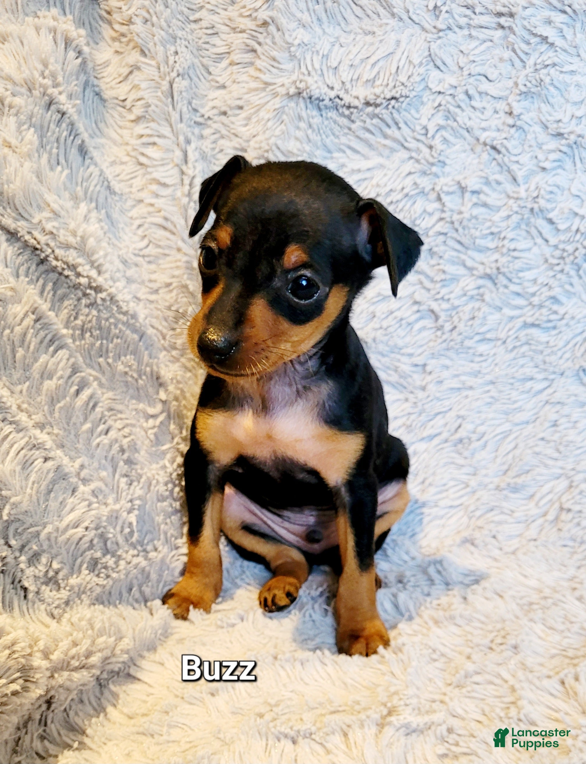 Miniature Pinscher dogs Buzz  - Ad 18