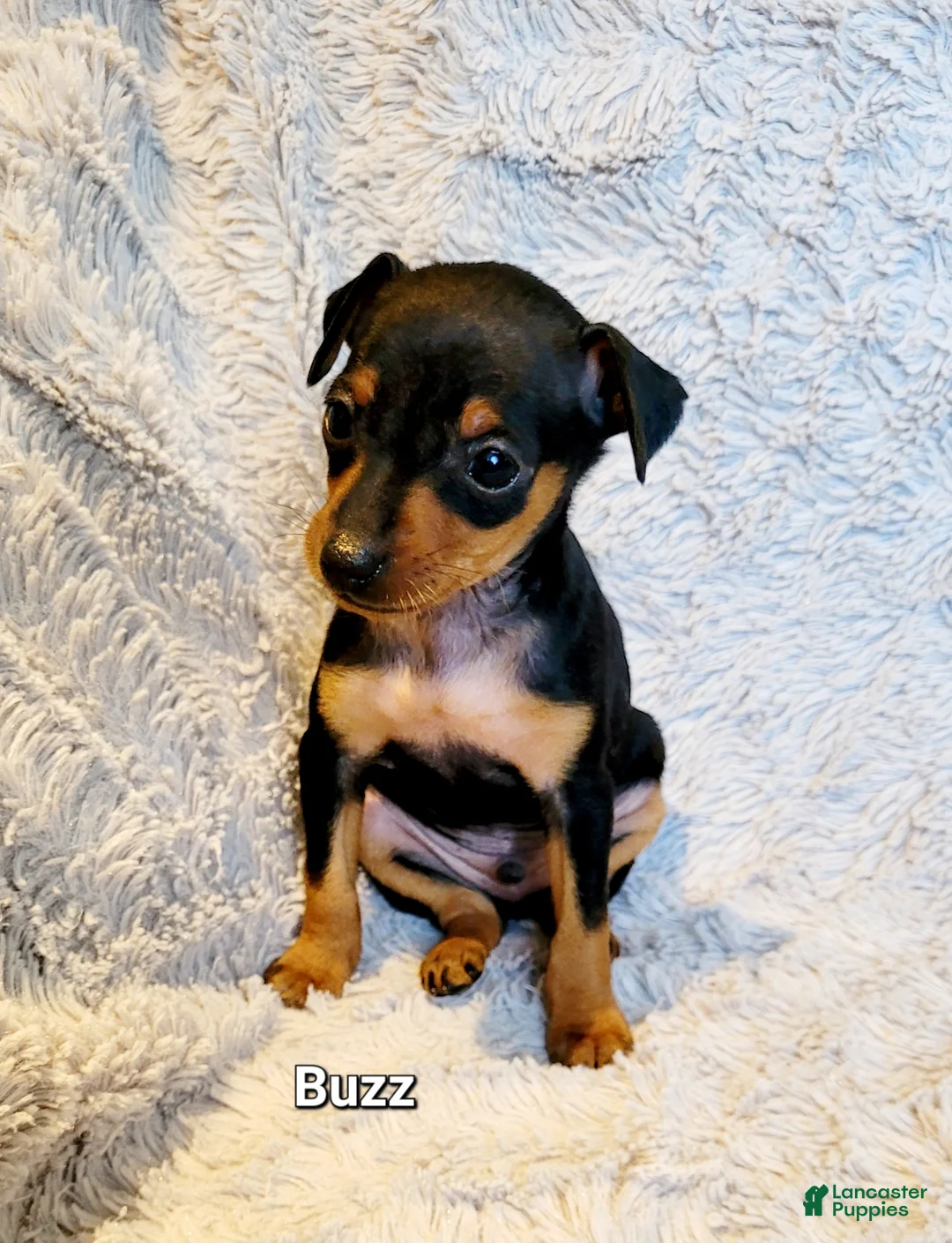 Miniature Pinscher dogs for sale: Buzz  - Ad 1