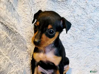 Miniature Pinscher dogs Buzz - Ad 13