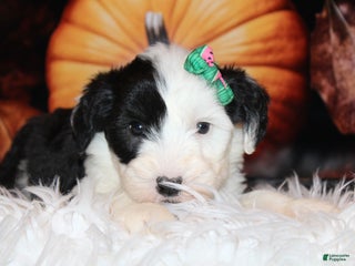 Old English Sheepdog dogs - Ad 2