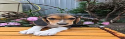 Beagle dogs for sale: Dante - Ad 4
