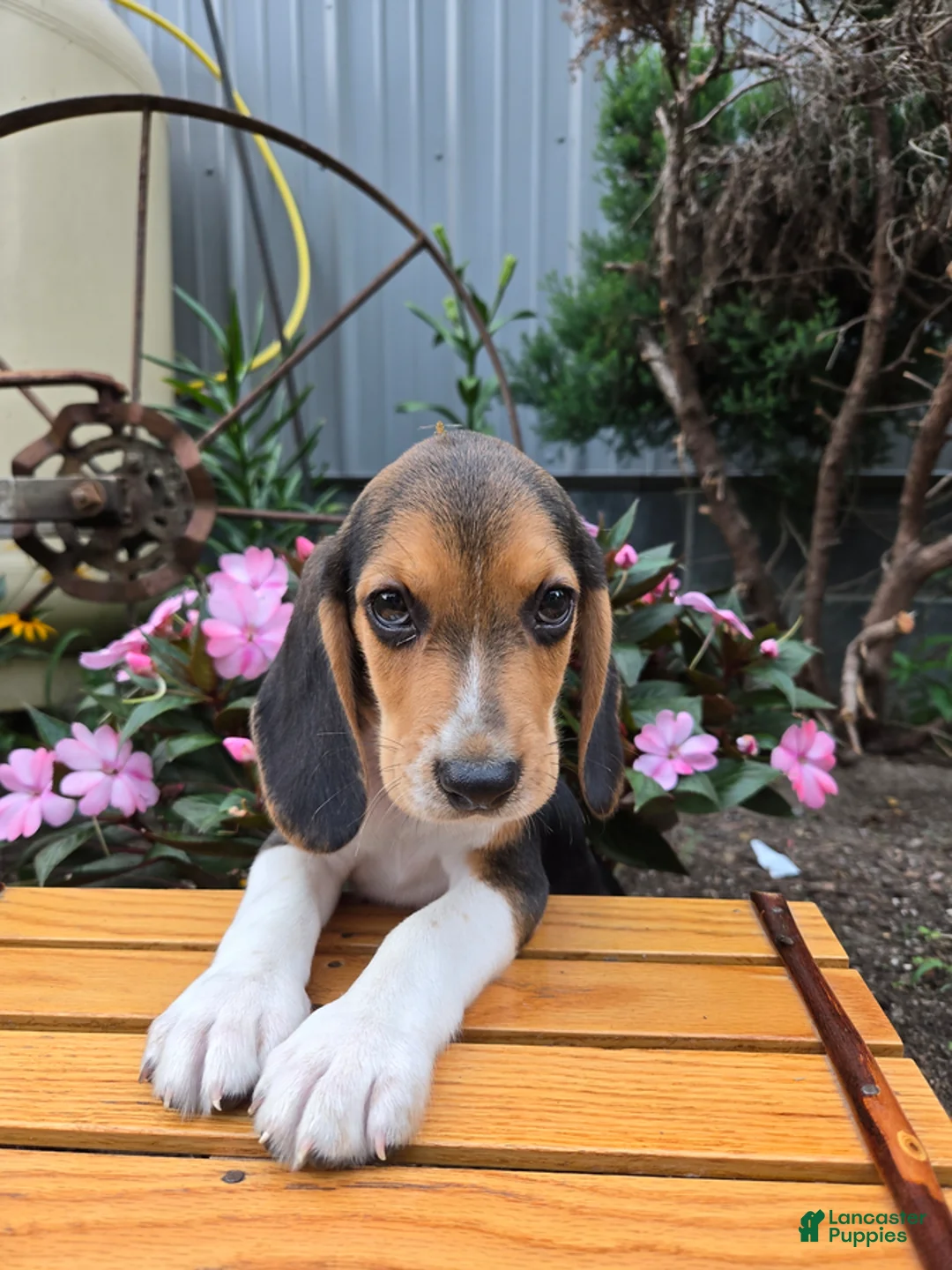 Beagle dogs for sale: Dante - Ad 4