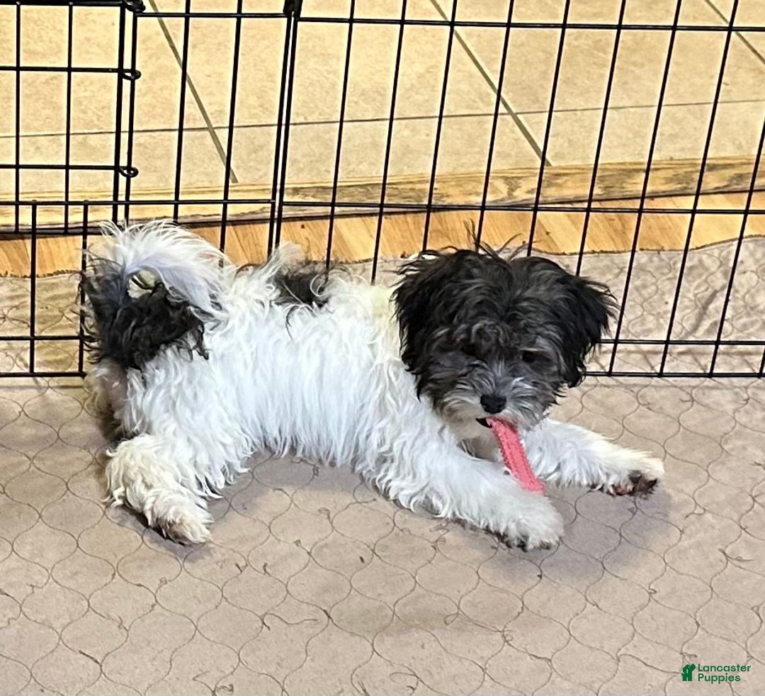 Shihpoo dogs for sale: Shihpoo Puppy 3 - Ad 9