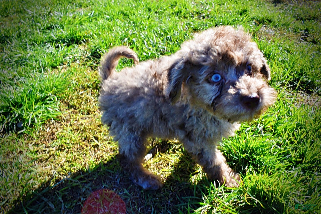 Havapoo dogs for sale: Indy - Ad 16