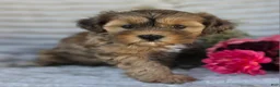 Shihpoo dogs for sale: Mayson - Ad 5