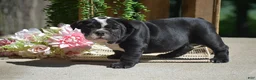 English Bulldog dogs for sale: Panda - Ad 6