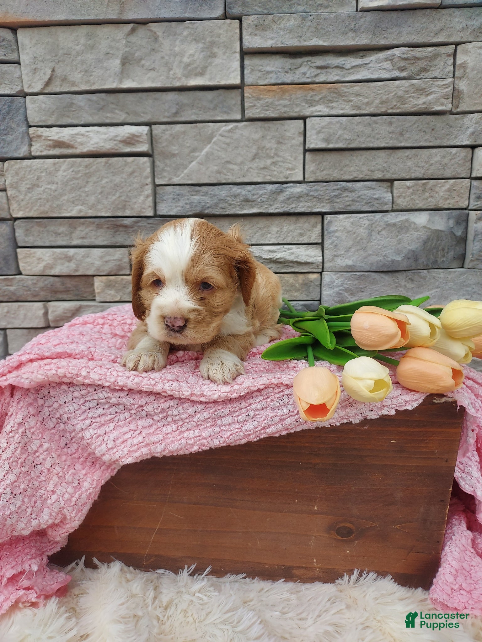 Cocker Spaniel dogs Mary - Ad 1