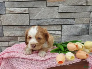 Cocker Spaniel dogs for sale: Mary - Ad 2