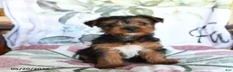 Yorkshire Terrier dogs for sale: Mia  - Ad 2
