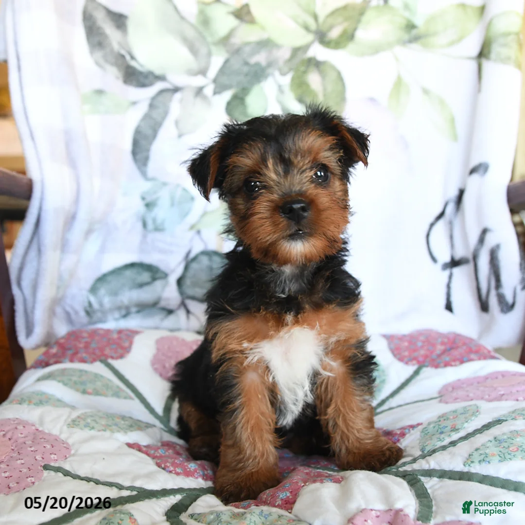 Yorkshire Terrier dogs for sale: Mia  - Ad 2