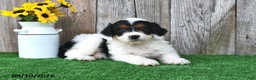 Mini Aussiedoodle dogs for sale: Alexis - Ad 2