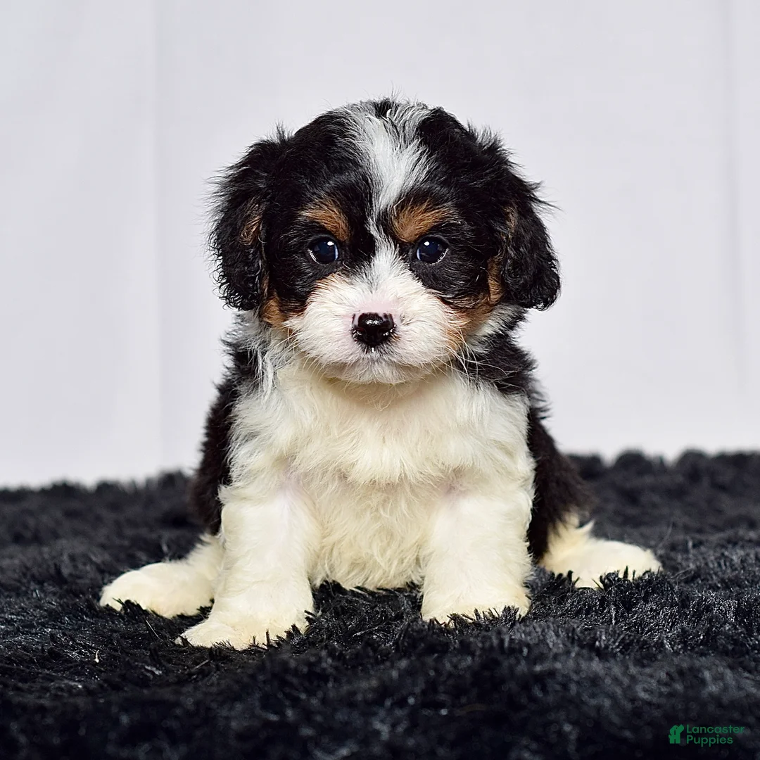 Cavapoo dogs for sale: Mr. Calvin - Ad 2