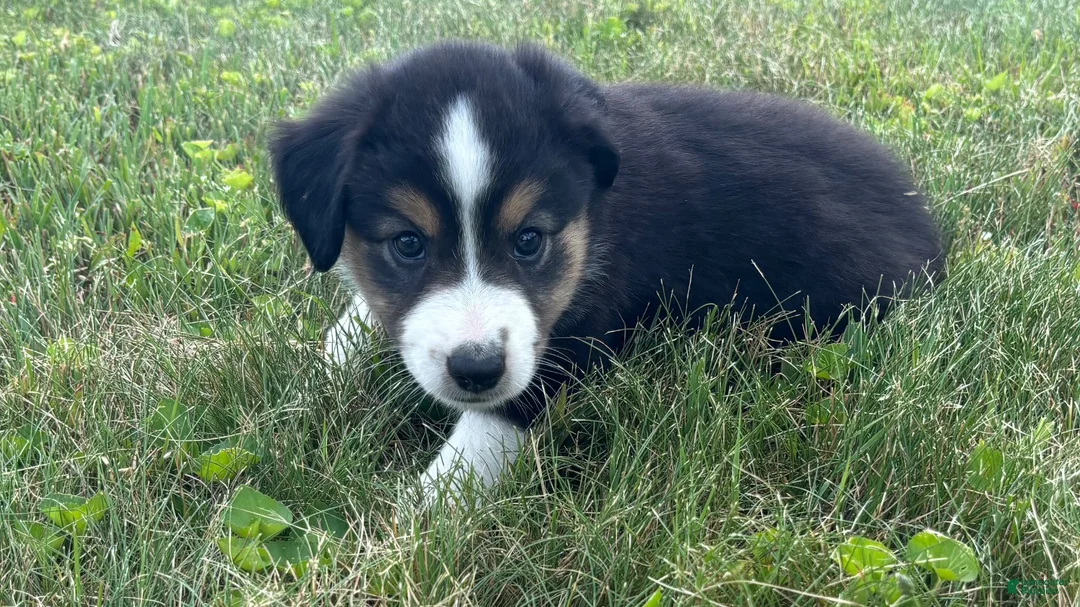 Miniature Australian Shepherd dogs for sale: Miniature Australian Shepherd Puppy 6 - Ad 1