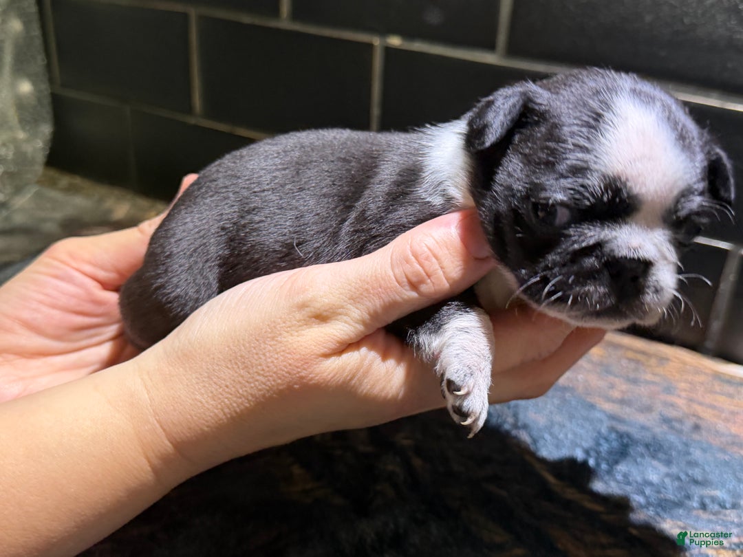 Pug dogs for sale: Panda  - Ad 2