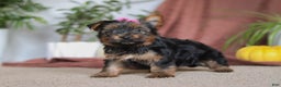 Yorkshire Terrier dogs for sale: Lola - Ad 4
