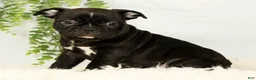 Frenchton dogs for sale: Max - Ad 4