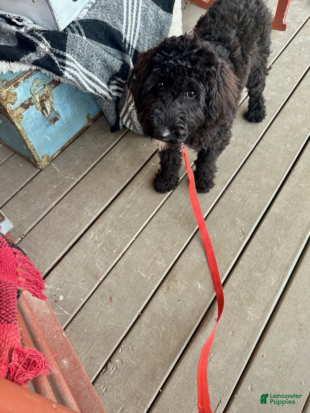 Mixed Breed dogs for sale: Georgia - Ad 2