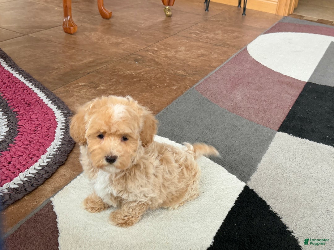 Havapoo dogs for sale: Havapoo Puppy 1 - Ad 2