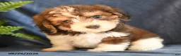 Bichpoo dogs for sale: Skyler - Ad 5
