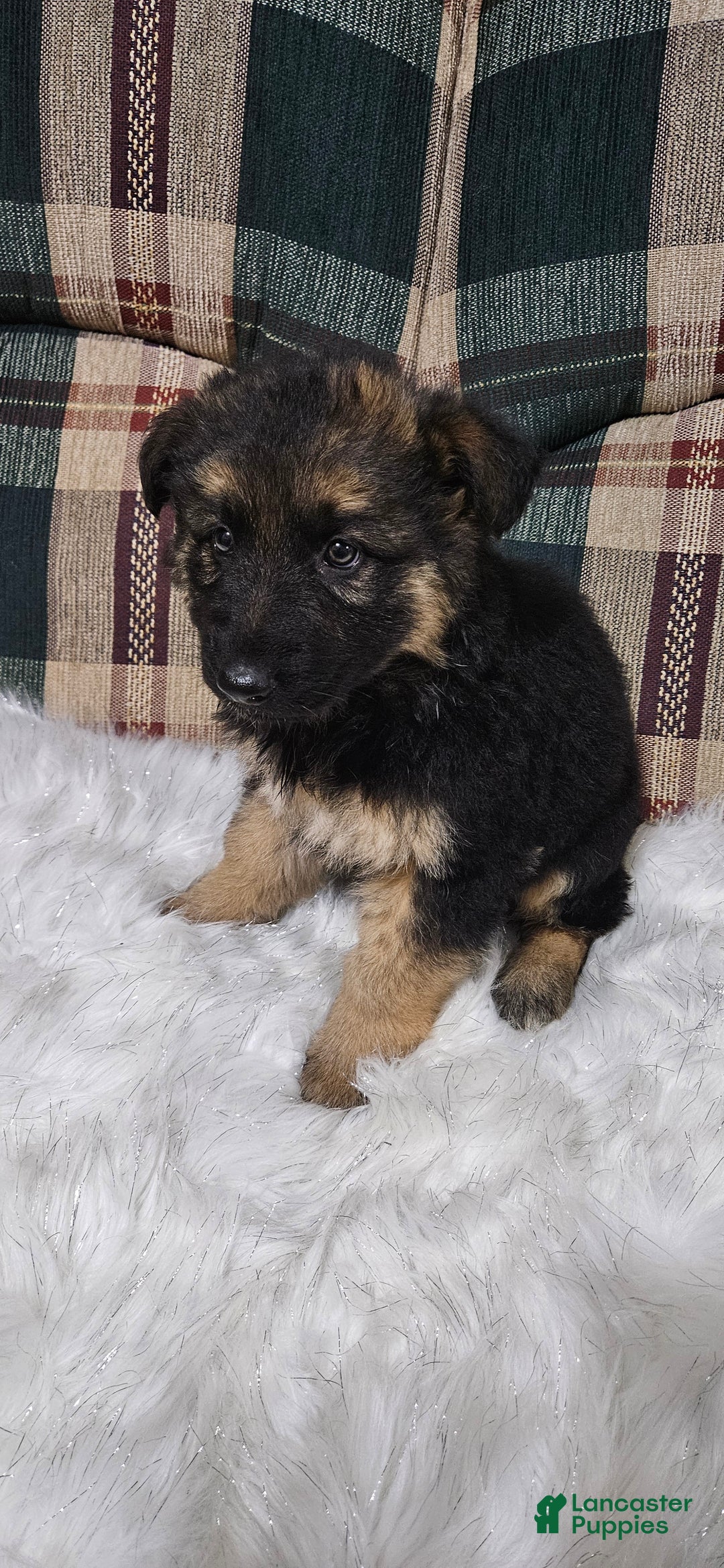 German Shepherd dogs for sale: Coco - Ad 7