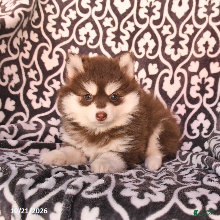 Pomsky dogs for sale: Cherry - Ad 2