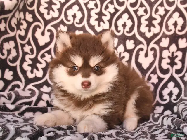 Pomsky dogs for sale: Cherry - Ad 2