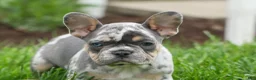 French Bulldog dogs for sale: Ace  (Blue Merle Tan) 🐶✨ - Ad 15