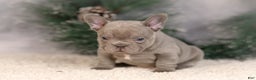French Bulldog dogs for sale: Brent - Ad 6