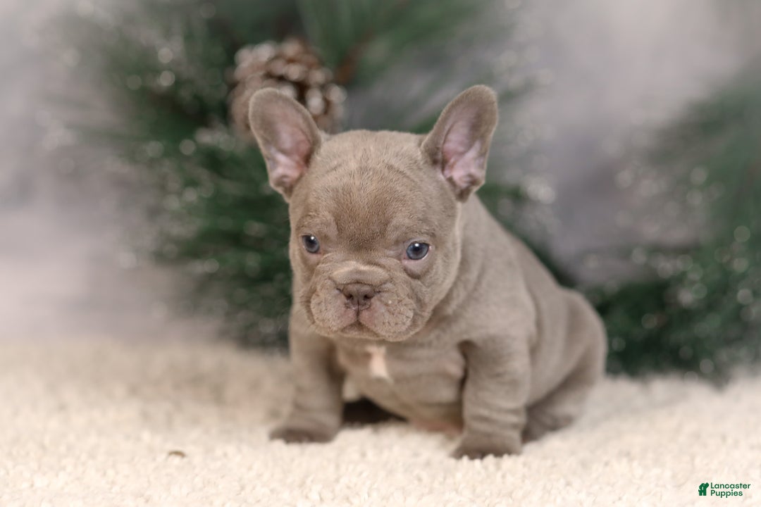 French Bulldog dogs for sale: Brent - Ad 6