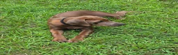 Rhodesian Ridgeback dogs for sale: Rhodesian Ridgeback 2 - Ad 4