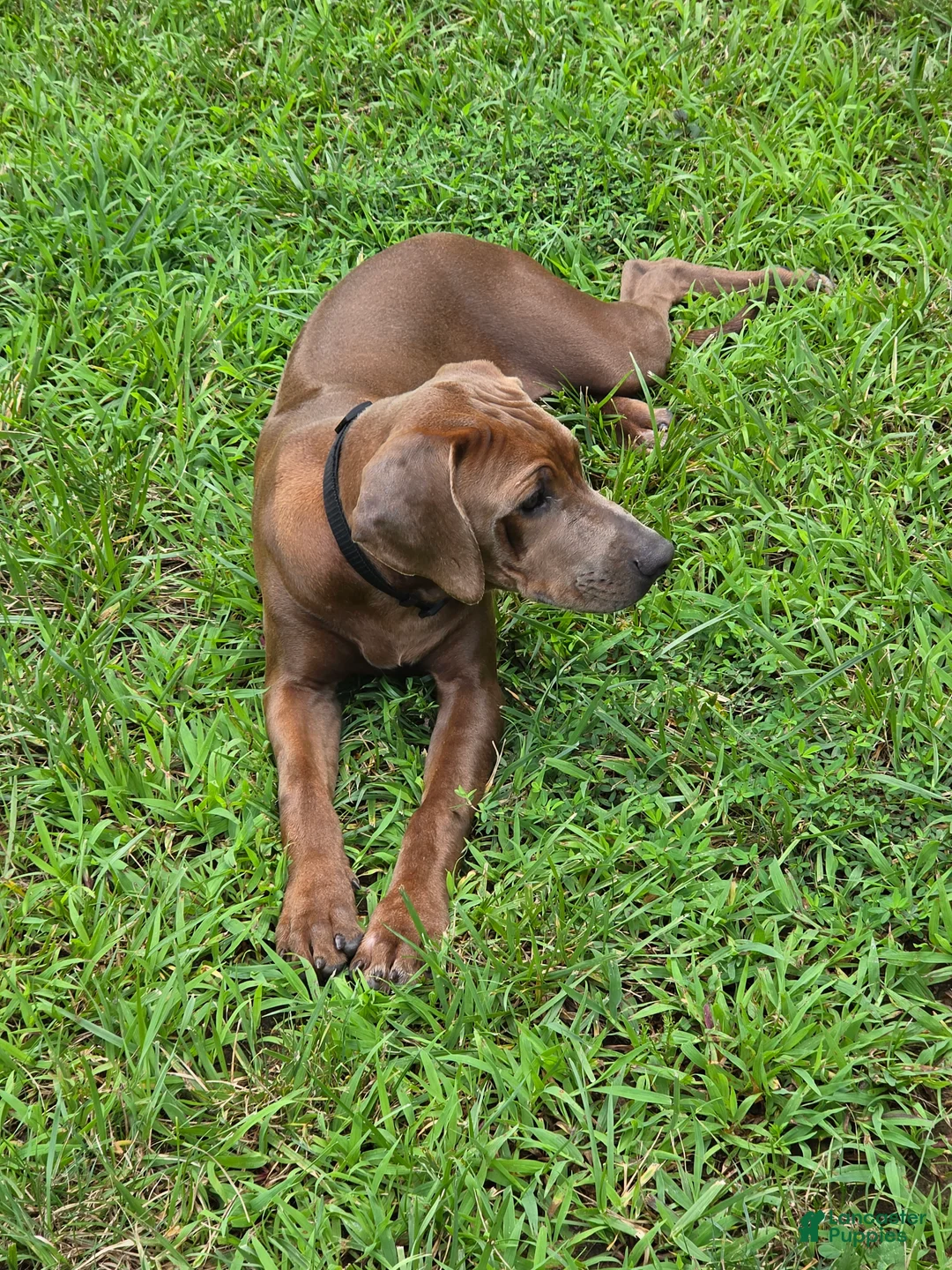 Rhodesian Ridgeback dogs for sale: Rhodesian Ridgeback 2 - Ad 4