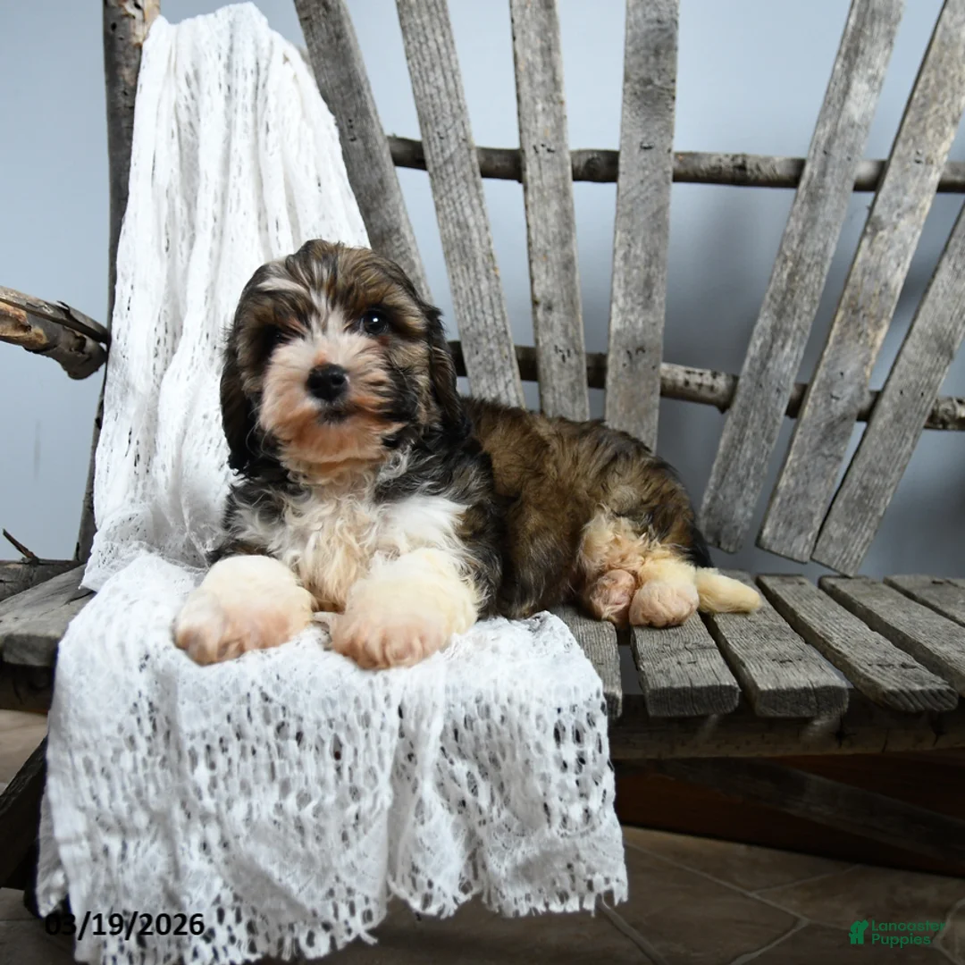 Cavapoo dogs for sale: Teddy - Ad 3