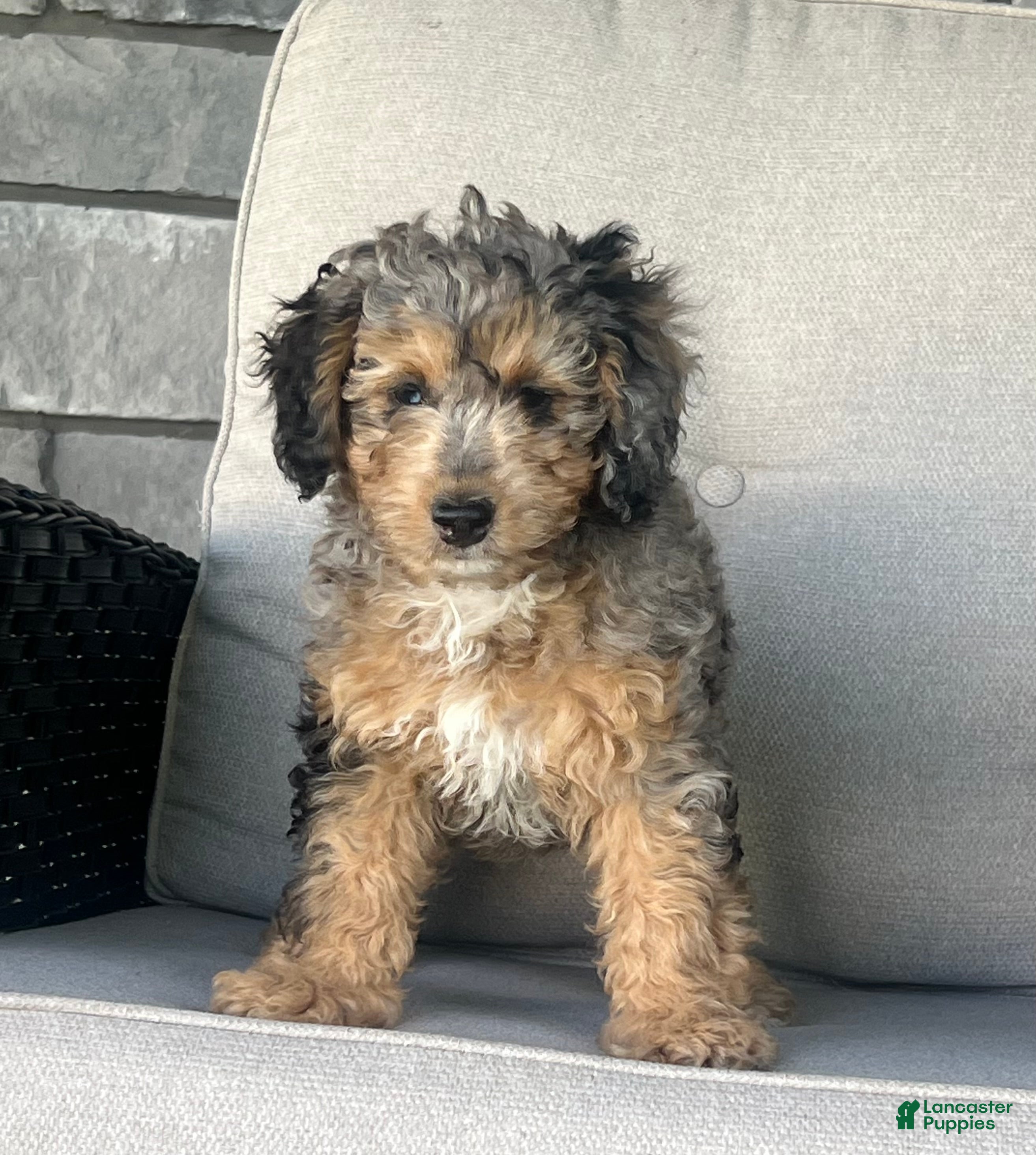 Mini Goldendoodle dogs Maple Mini Goldendoodle Puppy  - Ad 1
