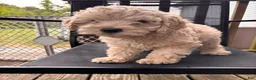 Cockapoo dogs for sale: Cockapoo Puppy 2 - Ad 2