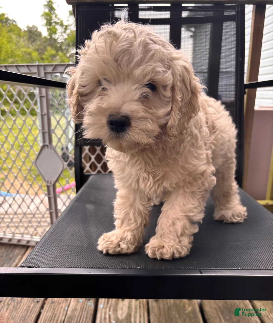 Cockapoo dogs for sale: Cockapoo Puppy 2 - Ad 2