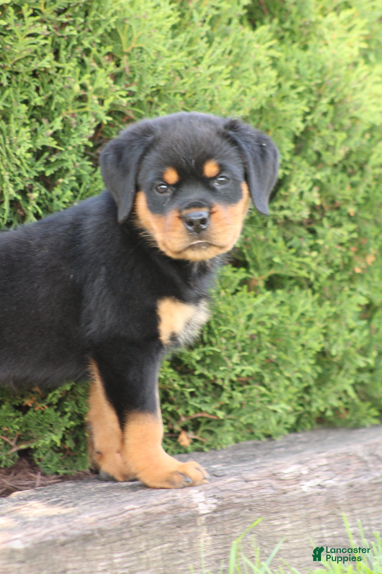 Rottweiler dogs for sale: Dutin - Ad 1