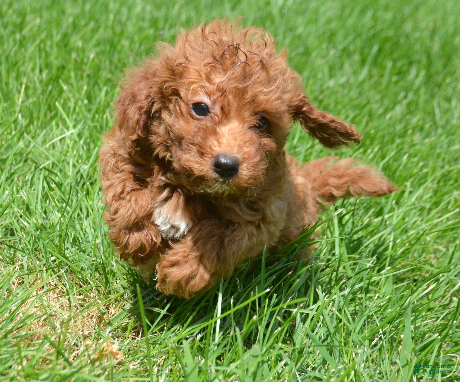 Mini Goldendoodle dogs for sale: Dana Mini Goldendoodle 6 - Ad 1