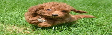 Dana Mini Goldendoodle 6