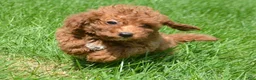 Mini Goldendoodle dogs for sale: Dana Mini Goldendoodle 6 - Ad 1