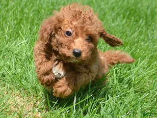 Mini Goldendoodle dogs Dana Mini Goldendoodle 6 - Ad 9