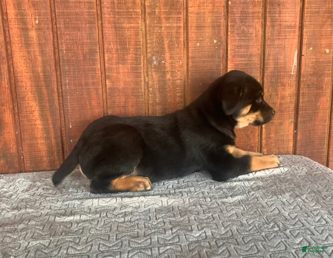 Mixed Breed dogs for sale: buddy - Ad 4