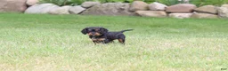Cavalier King Charles Spaniel dogs for sale: Mike - Ad 10