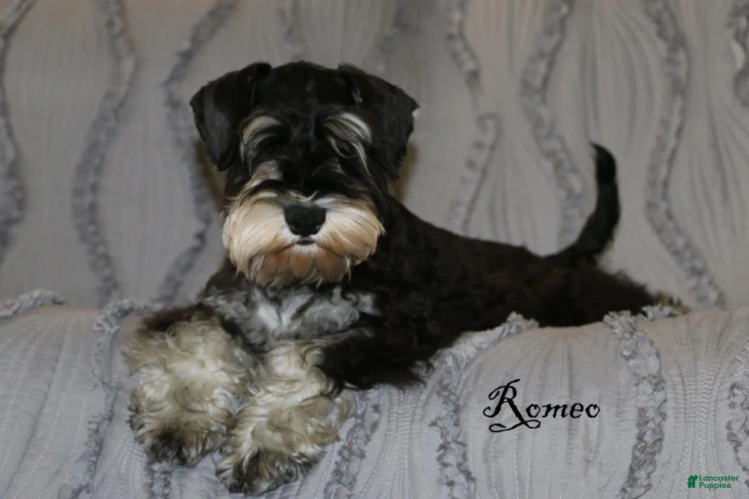 Miniature Schnauzer dogs for sale: Dakota - Ad 7