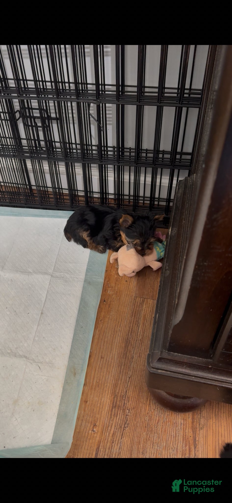 Yorkshire Terrier dogs Yorkshire Terrier Puppy 1 Tinker - Ad 2