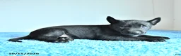 Belgian Malinois dogs for sale: Alonzo - Ad 3