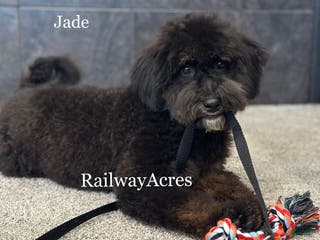 Mixed Breed dogs Golden Mt Doodle - Jade - Ad 32