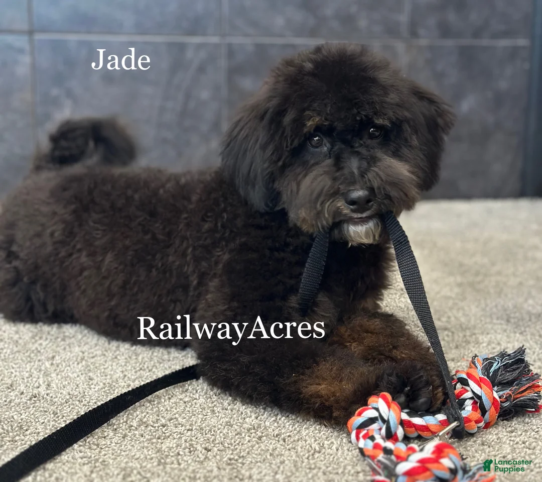 Mixed Breed dogs for sale: Golden Mt Doodle - Jade - Ad 2