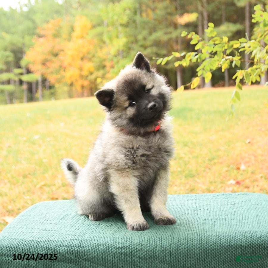 Keeshond dogs Nikki - Ad 3