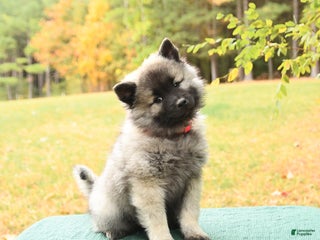 Keeshond dogs Nikki - Ad 2