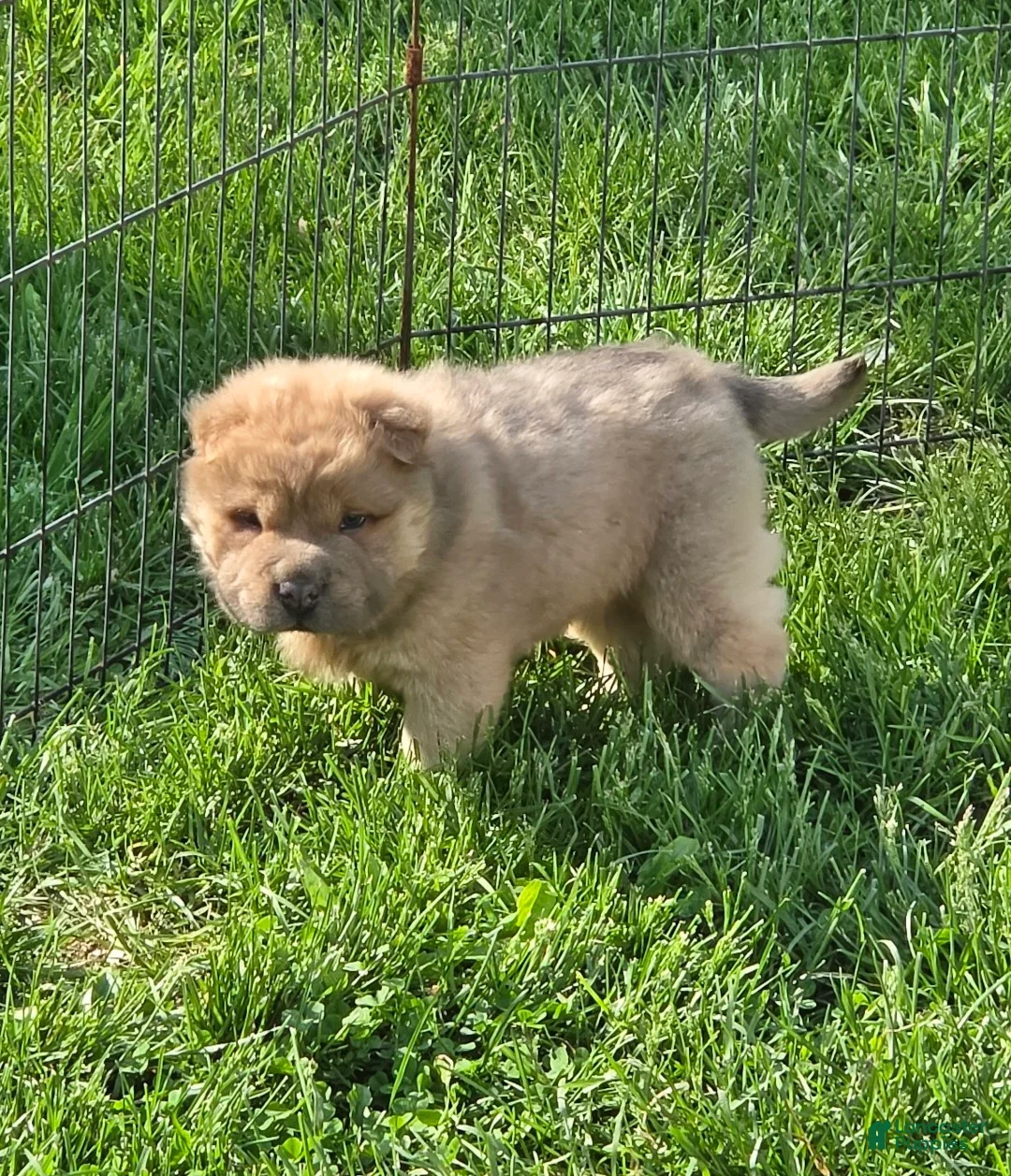 Shar Pei dogs for sale: Nacho  - Ad 1